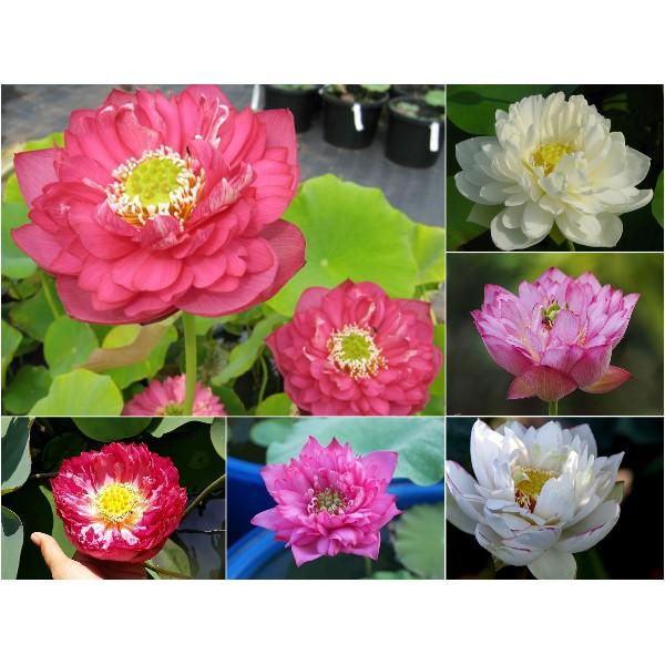 Hạt giống Sen Bách diệp trăm cánh Thái Lan super lotus( Sen quan âm nhiều cánh