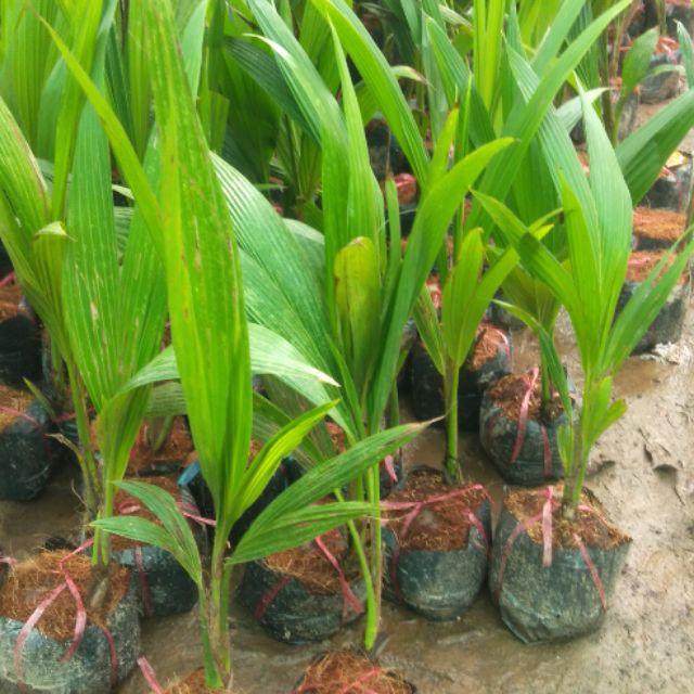 Dừa xiêm dây f1