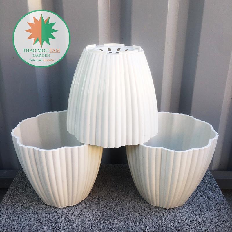 10 Chậu Hoa Mai 15x13cm – Chậu nhựa trắng dày đẹp, trồng cây trồng hoa trang trí