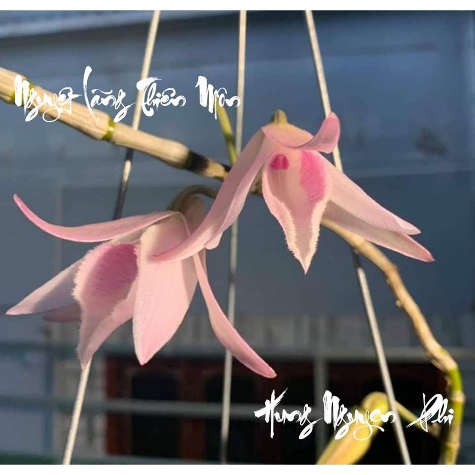 Lan phi điệp ĐỘT BIẾN - Phi điệp đột biến HỒNG NGUYỆT LÃNG THIÊN MÔN