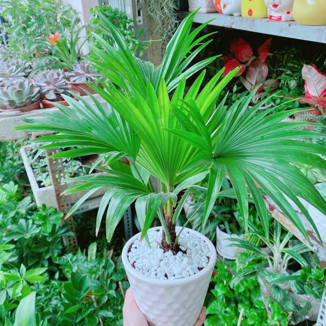 Chậu Cây Cọ Kiểng
