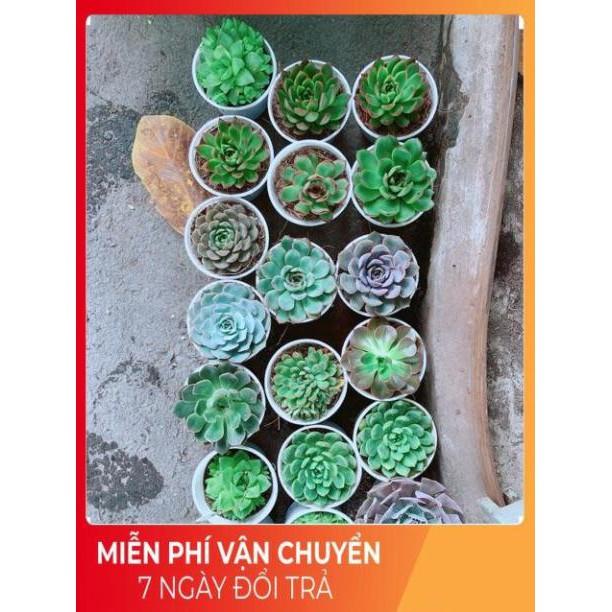 Sen Đá Size Trung 45k