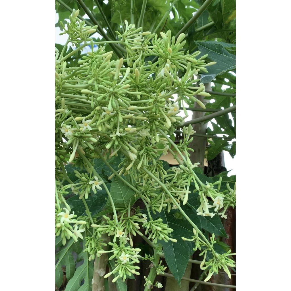 CÂY GIỐNG ĐU ĐỦ ĐỰC .(