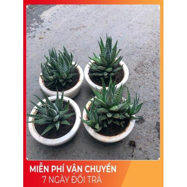 Chậu Móng Rồng