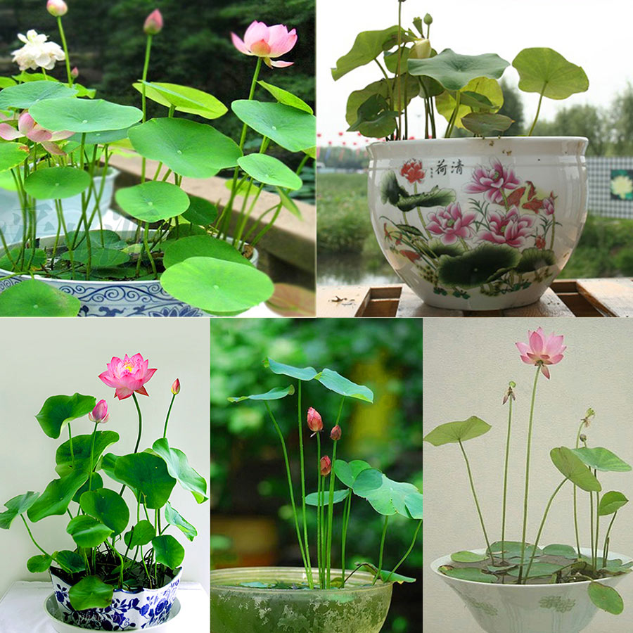 Hạt Giống Sen Nhật Mini TQ-SENMINI-10HAT - Nhiều Màu - Đã cắt đầu hạt sẵn