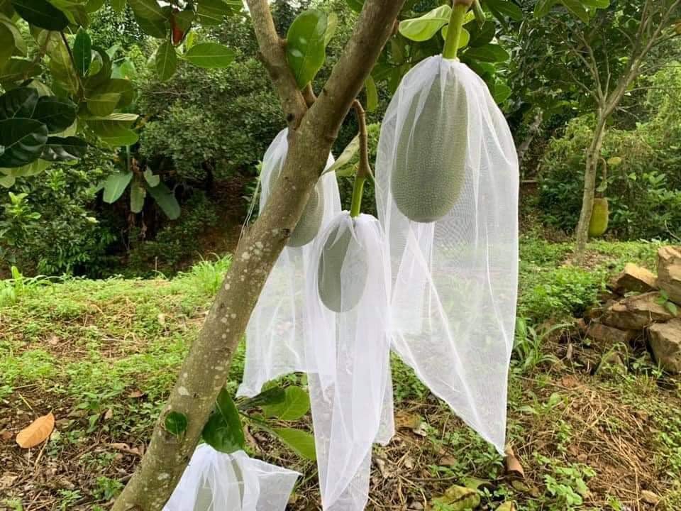 100 CÁI TÚI BAO ,BỌC MÍT THÁI LƯỚI TỐT KÍCH THƯỚC 50*70 -TÚI BAO,BỌC TRÁI CÂY