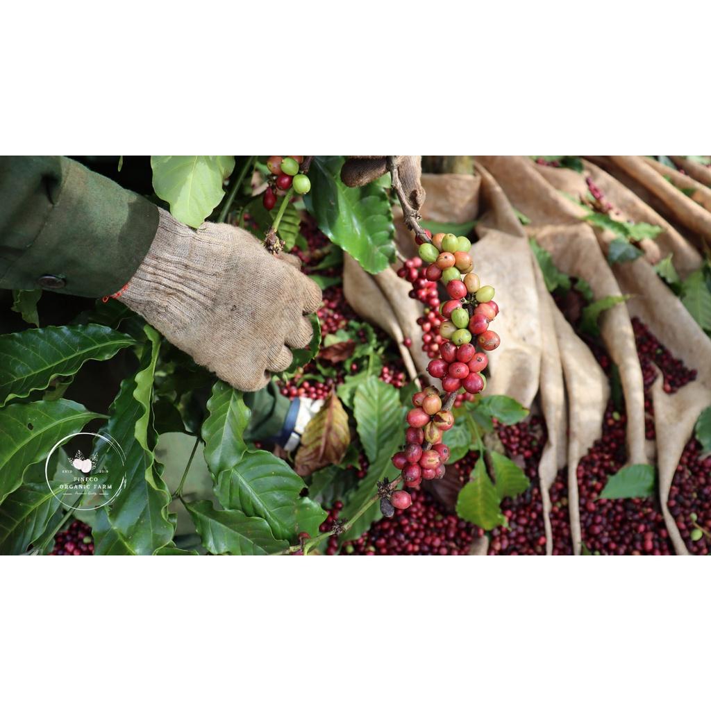 BLEND - Phong vị ngọt ngào, hương trái cây, hậu vị ngọt dài lâu. Cà phê pha phin/pha máy |500gr|