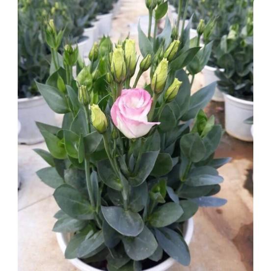 Hạt giống hoa cát tường nhiều màu của Đức