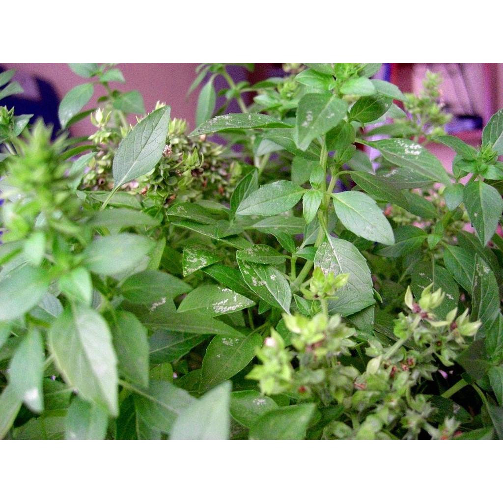 Hạt Giống Rau Thơm Xả - 2gram