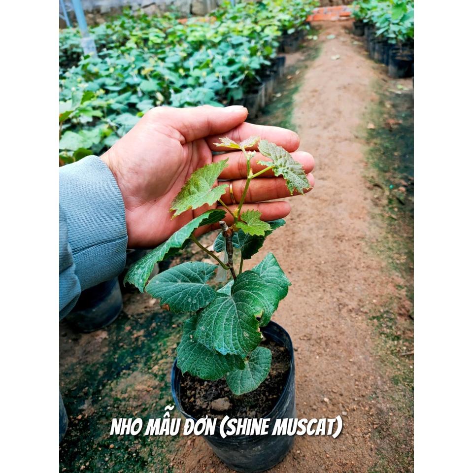 SẢN PHẨM: CÂY GIỐNG NHO MẪU ĐƠN