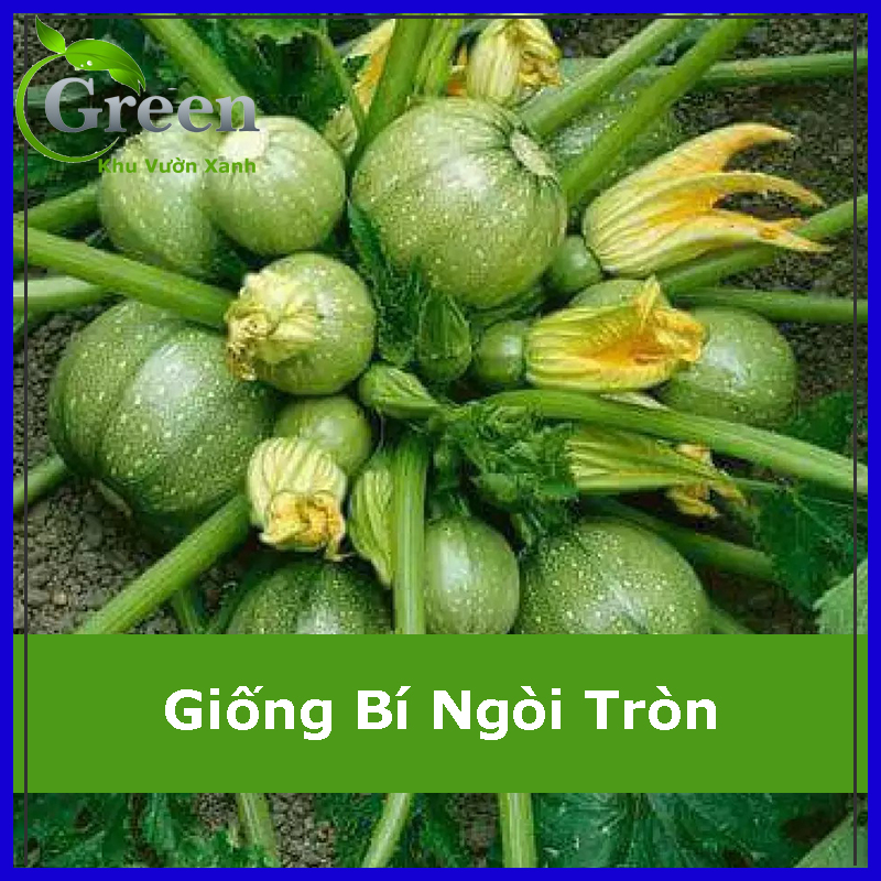 Hạt Giống Bí Ngòi Trái Tròn (1G)