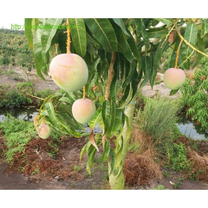 Cây Giống Xoài Úc