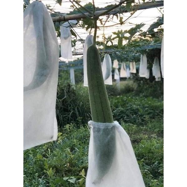 100 túi bọc Bầu, Bí, Mướp, KT 15x50, chất liệu bằng lưới mùng , có dây rút