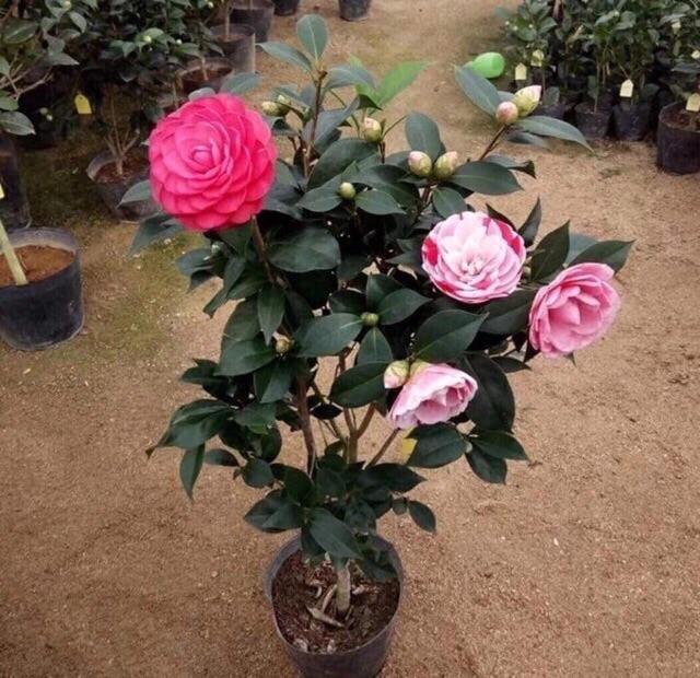 Cây trà my đã có nụ, chậu ớn chơi tết cam kết chất lượng