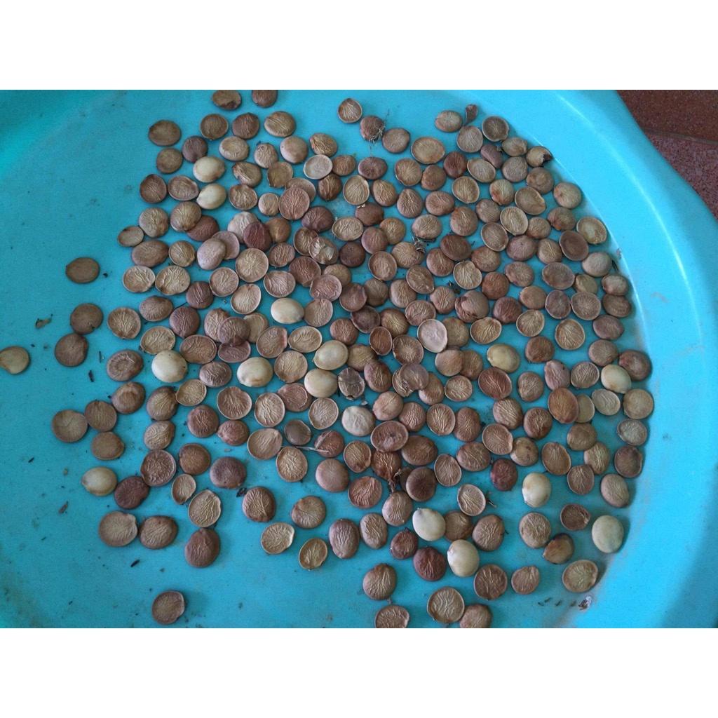1kg Hạt giống ban tây bắc