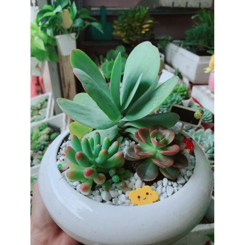 Chậu sen đá mix Bán Chạy