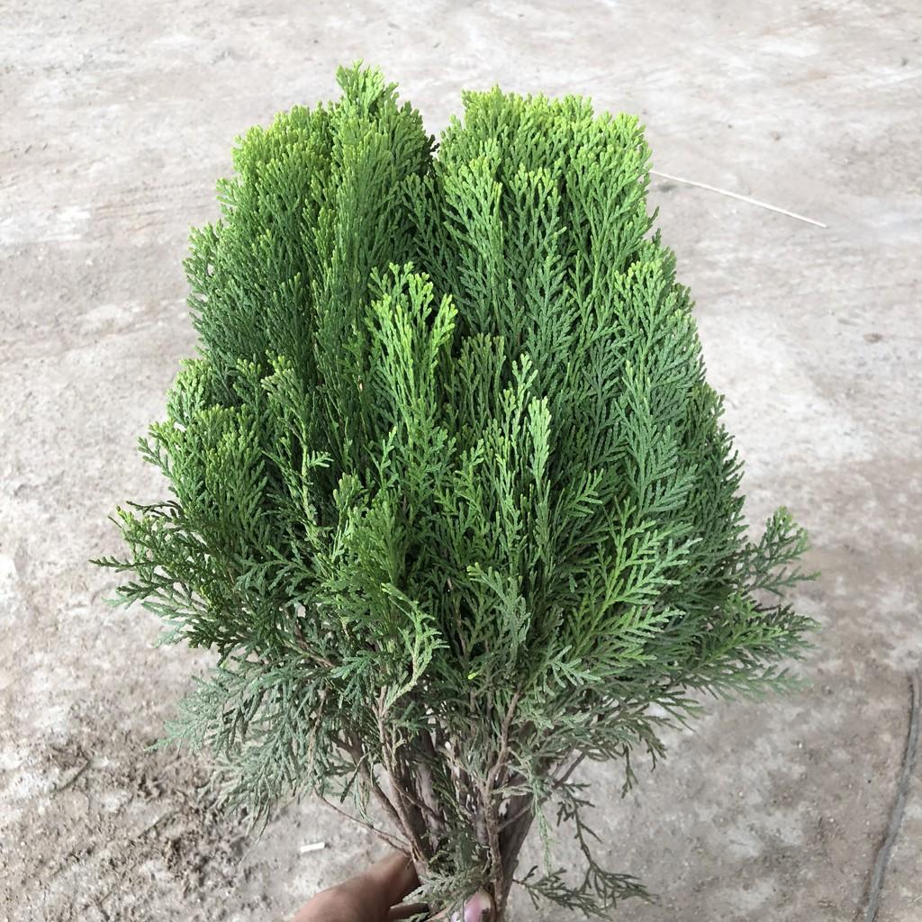 Cây trắc bách diệp, chiều cao 30-35cm tán tròn sum suê mùi hương dễ chịu, thích hợp trang trí đường đi, sân vườn