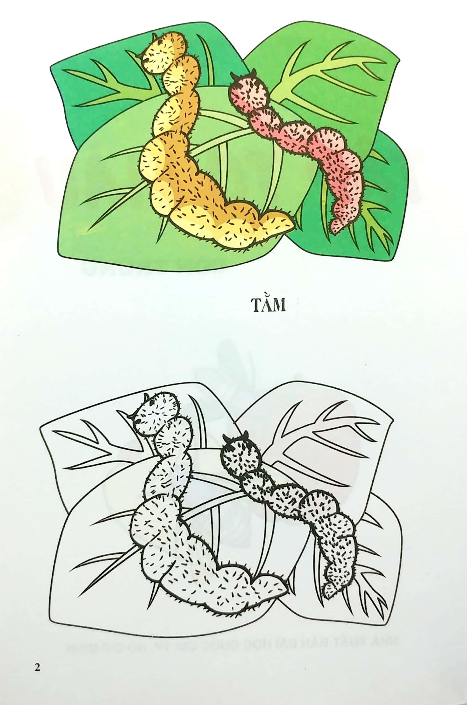 Tập Tô Màu - Côn Trùng