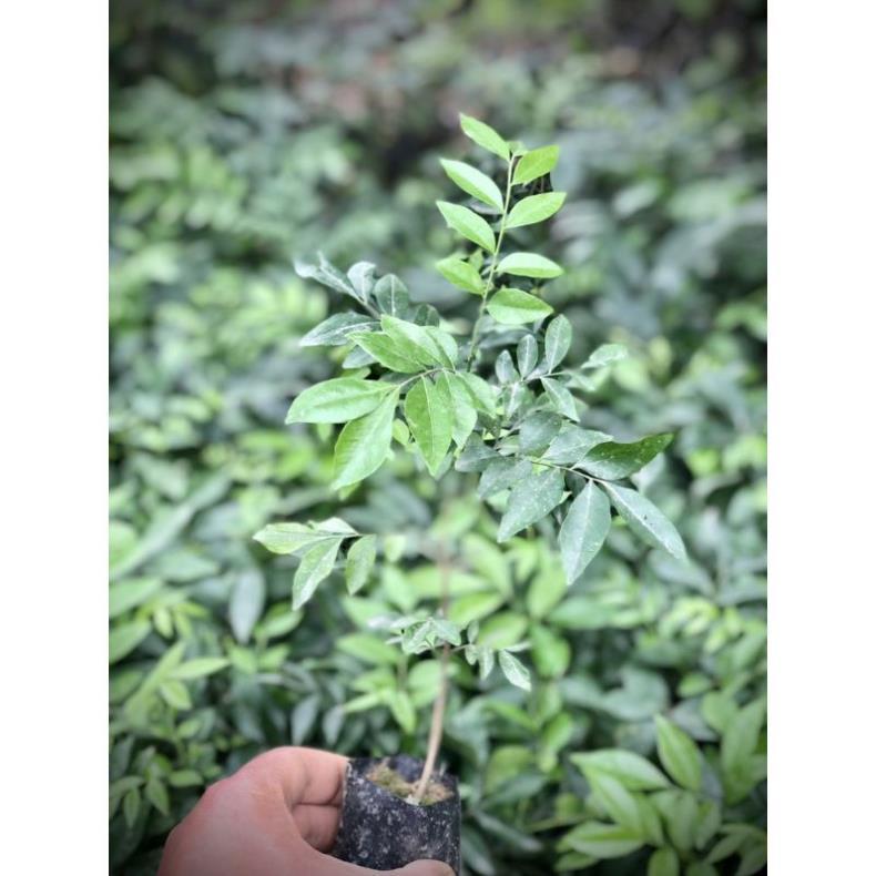 CÂY GIỐNG MÓC MẬT