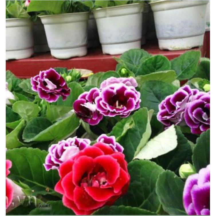 Hạt Giống Hoa Tử La Lan Mix 5 hạt/gói