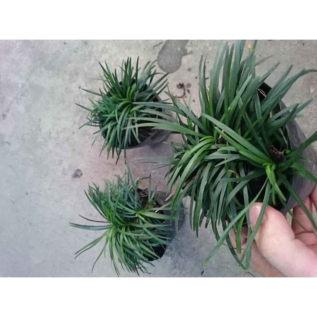 Cỏ gấu mỹ set hồ bán cạn , trồng ban công - cây cảnh để bàn