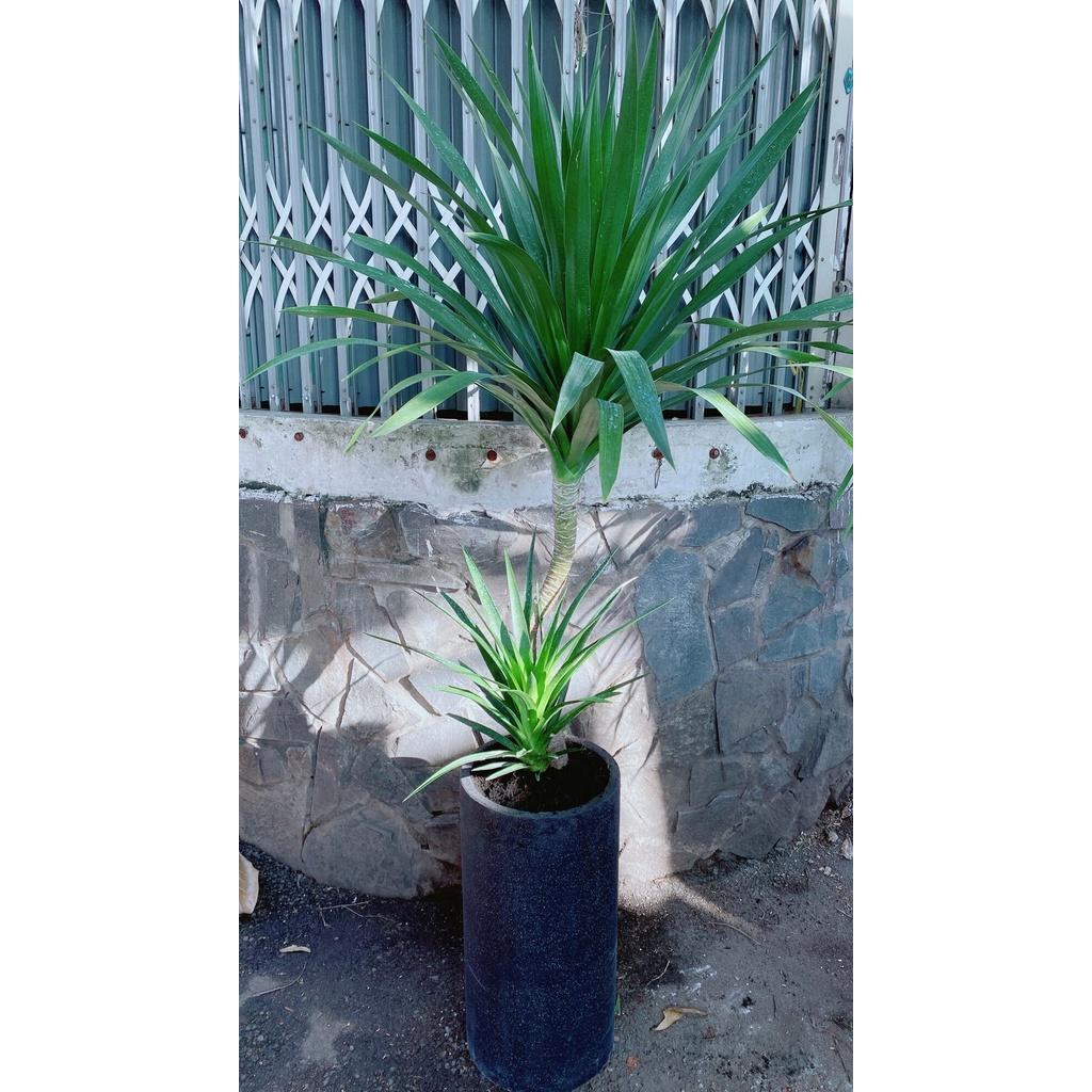 Chậu Phát Tài Núi 2 Tầng