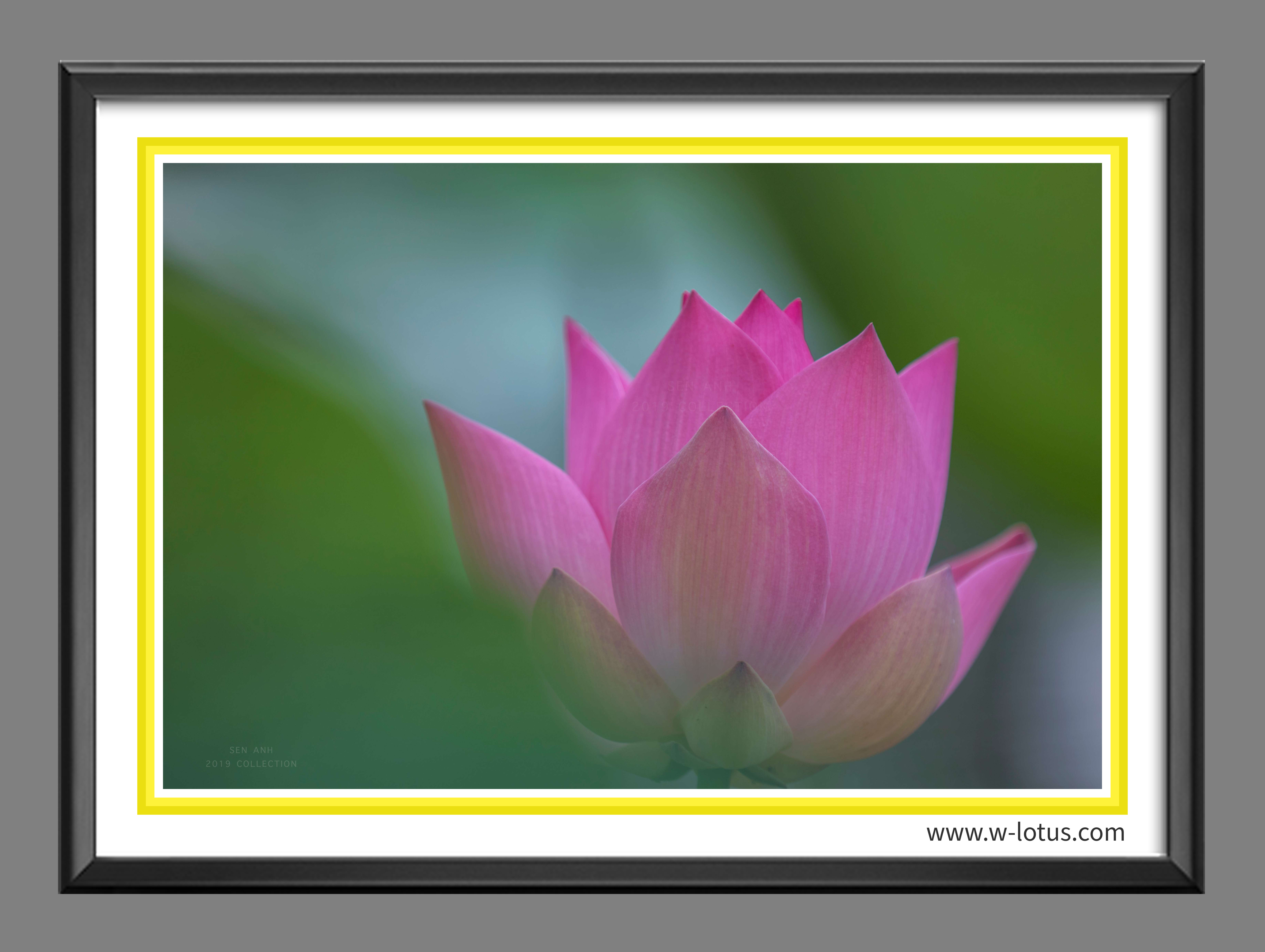 Tranh canvas hoa Sen treo phòng khách ST-00056