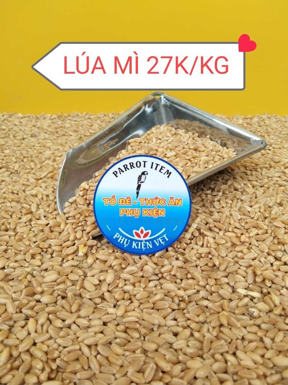 500g hạt cỏ mèo trồng làm mầm cho chim, vẹt, mèo