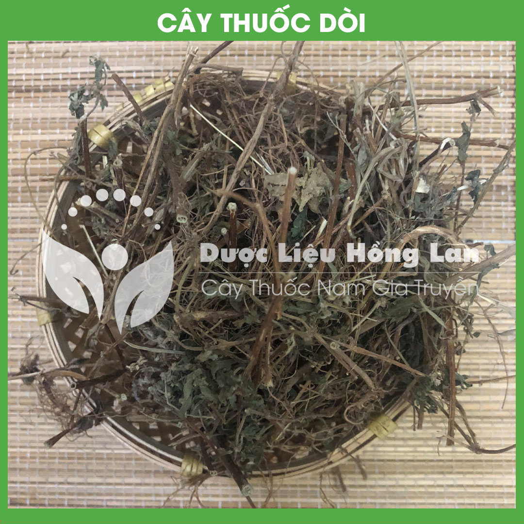 1kg Cây Thuốc Dòi (Bọ Mắm) khô sạch