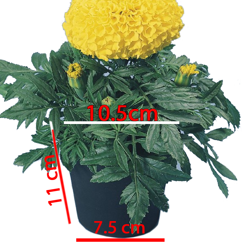 1000 Chậu nhựa ươm cây C5 miệng.đáy.cao 10.5x11x7.5 nhựa pe dẻo bền -077202