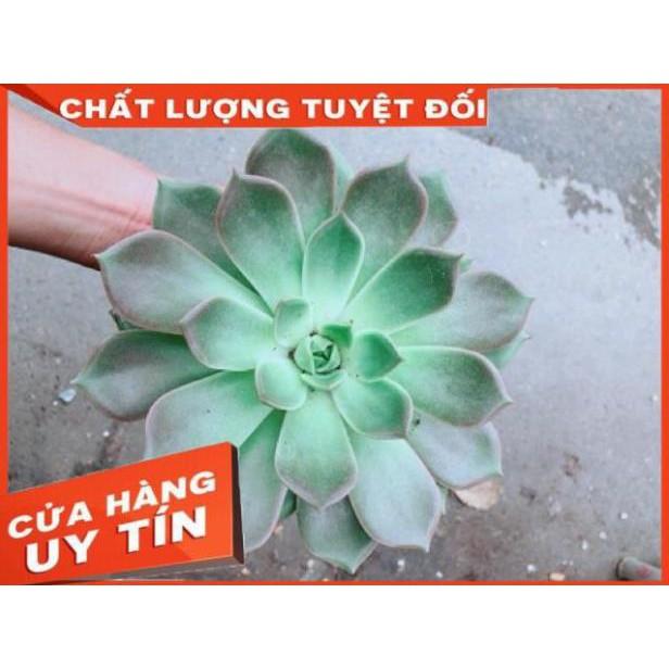 Sen Đá Size Đại