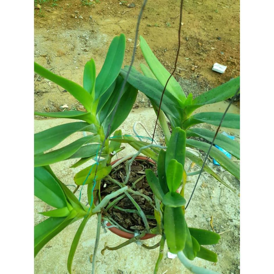 Hoa lan Giáng hương môi quạt