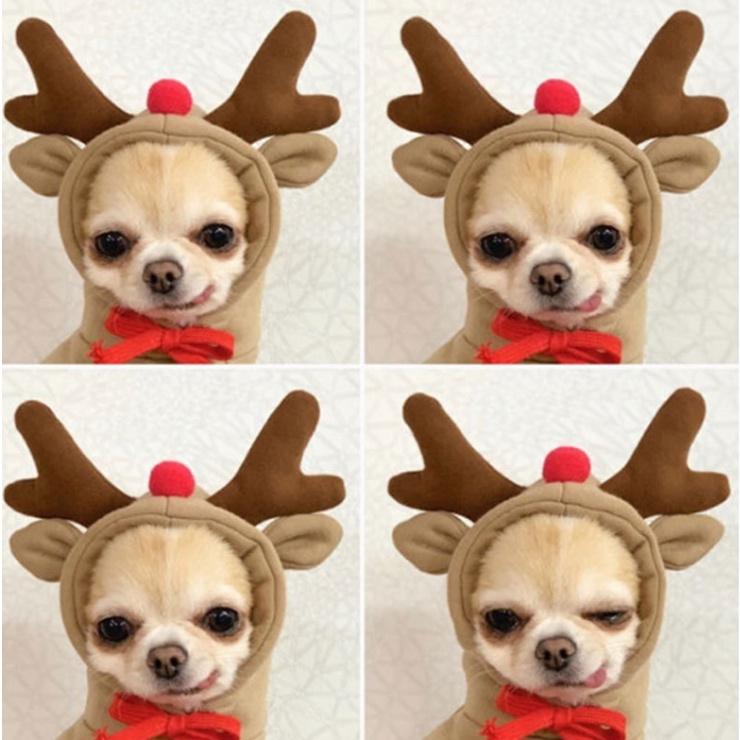 Áo hình ảnh trái cây CUTE cho Chó Mèo có mũ - Quần áo thú cưng (2 chân) Có size To