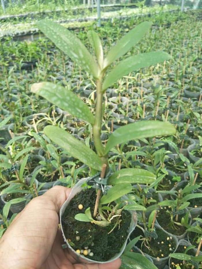 Hoa phong lan châu như lưỡi bệt cực đẹp