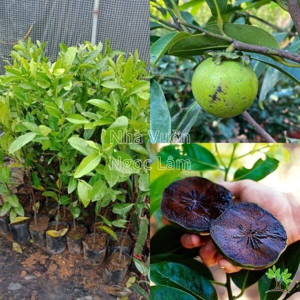 CÂY GIỐNG HỒNG ĐEN SOCOLA CHO TRÁI SIÊU SỚM