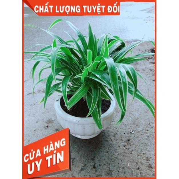 Chậu Lan Chi
