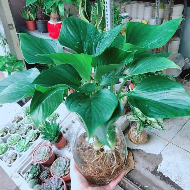 Chậu cây thanh tâm thuỷ sinh