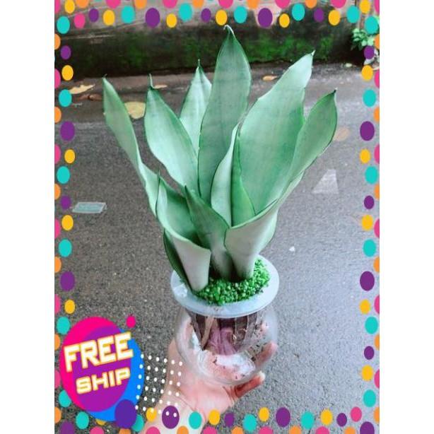 Chậu Lưỡi Hổ Bạc Thuỷ Sinh