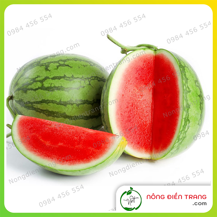 Hạt Giống Dưa Hấu Không Hạt Ruột Đỏ Vỏ Sọc Thái Lan - Sinh Trưởng Mạnh, Sai Trái, Ngọt VTNN Nông Điền Trang