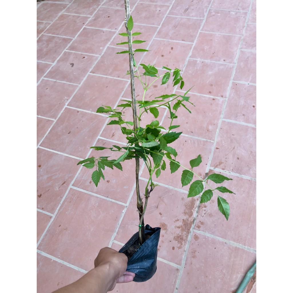 Cây hoa đăng tiêu-Lan tiêu