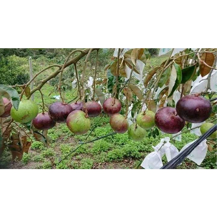 CÂY GIỐNG VÚ SỮA TÍM LÙN TỨ QUÝ