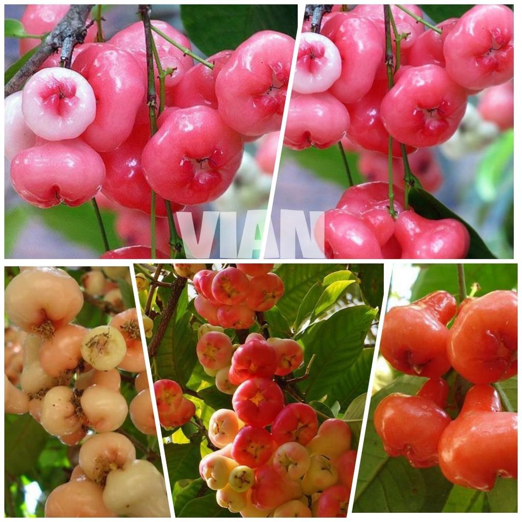 Giống Mận Yến Trái Mini Trồng Chậu Cảnh Siêu Quả