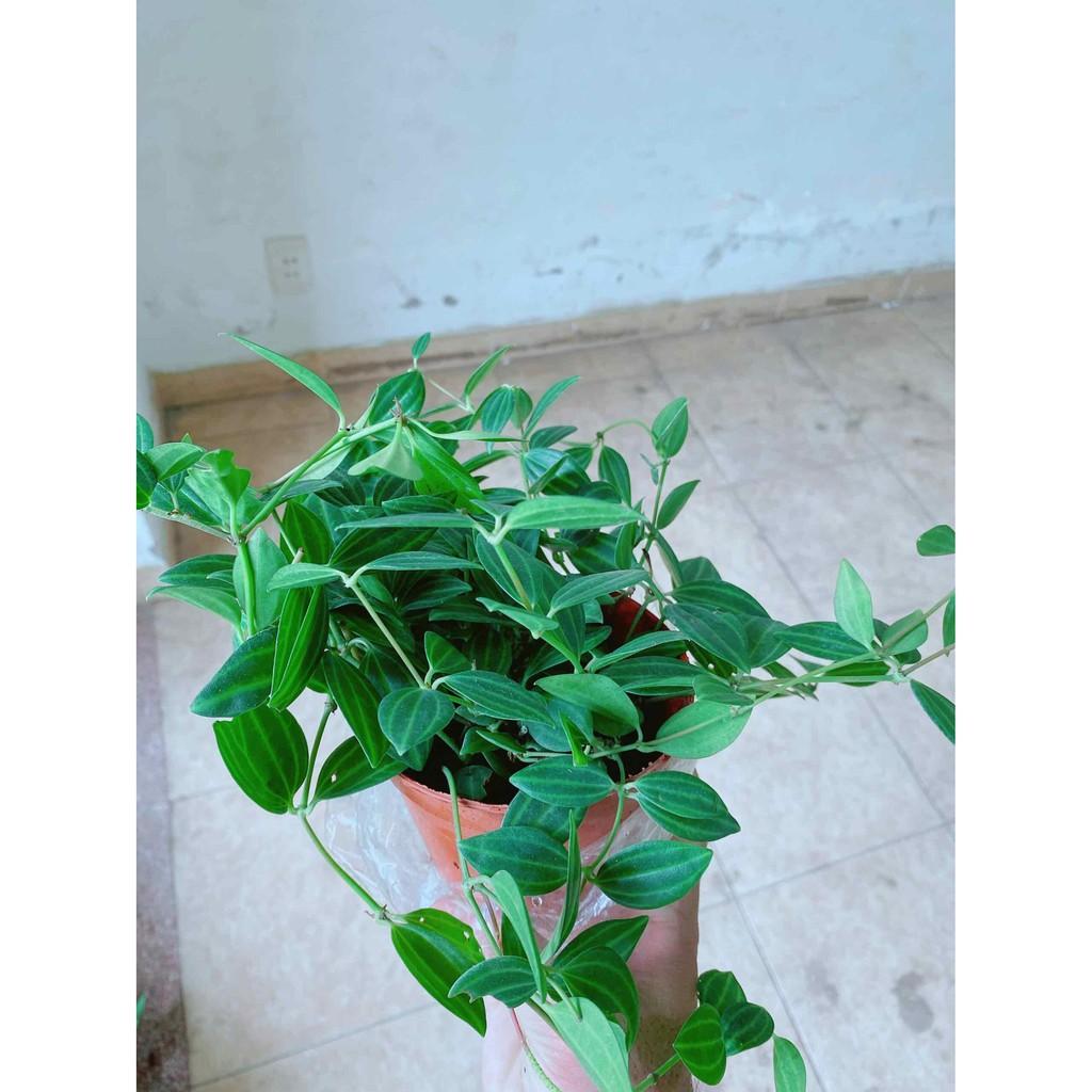 Chậu cây bình an Bán Chạy