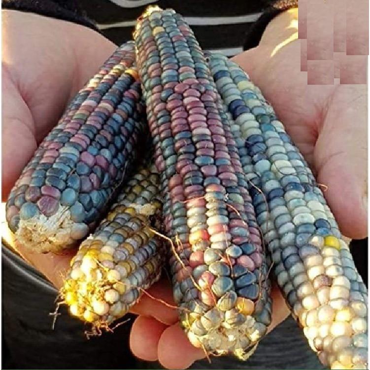 Hạt giống ngô ngũ sắc 30 hạt/gói