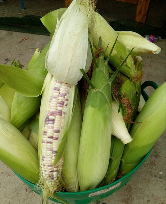 Hạt giống Bắp nếp dẻo Cẩm hồng