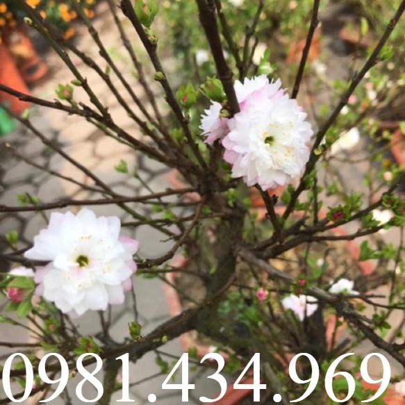 Mai Trắng Hoa Siêu Đẹp  Đã Hoa sp