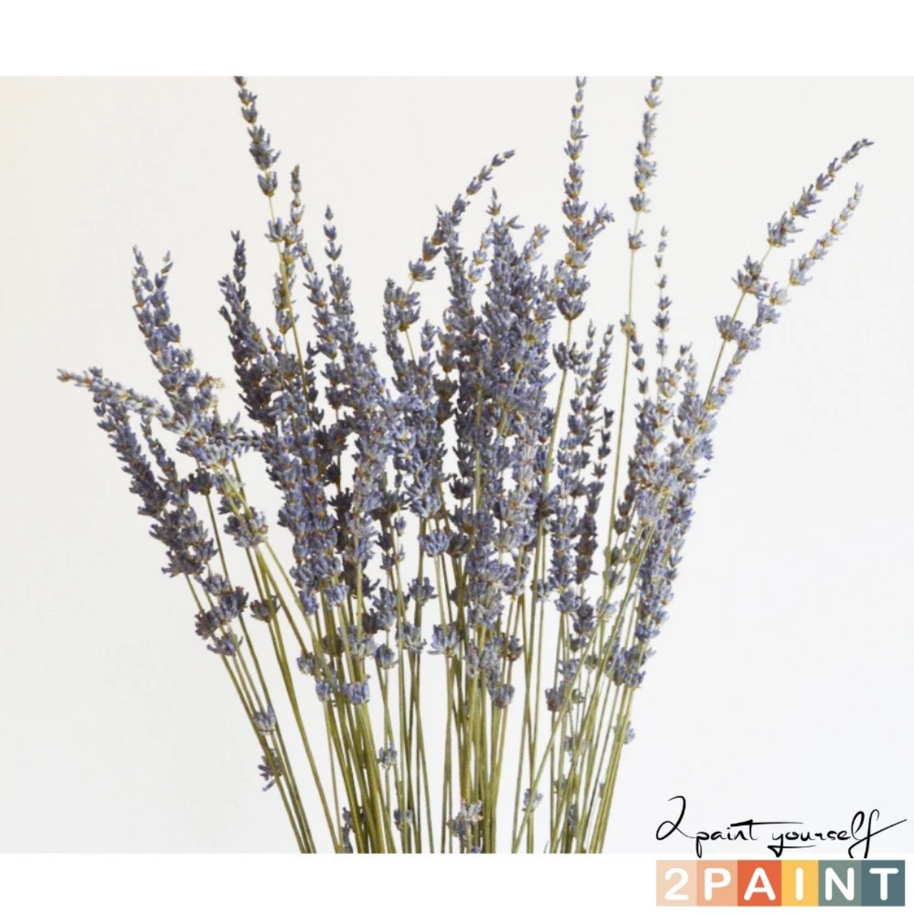 Bó Hoa Khô Lavender Thơm Dịu 100 Cành Hoa Oải Hương Vintage Trang Trí Décor Nhà Cửa Làm Quà Tặng Kỷ Niệm - HÀNG CHÍNH HÃNG MINIIN