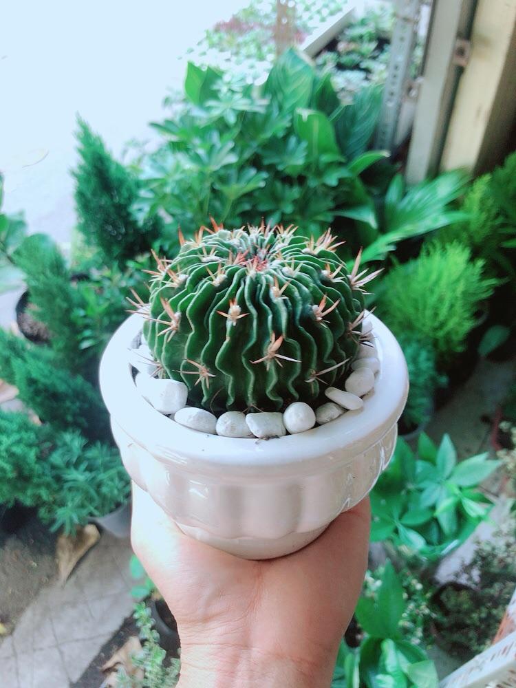 Chậu Cây Xương Rồng Trúc Ngọc