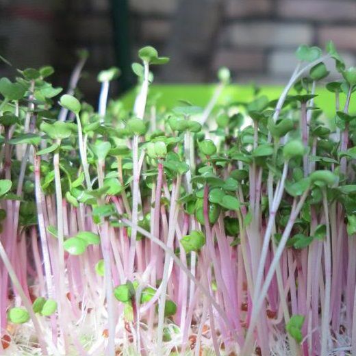 Gói 50g Hạt rau mầm rau Củ cải Đỏ - Hạt rau chất lượng cao, nảy mầm đồng đều