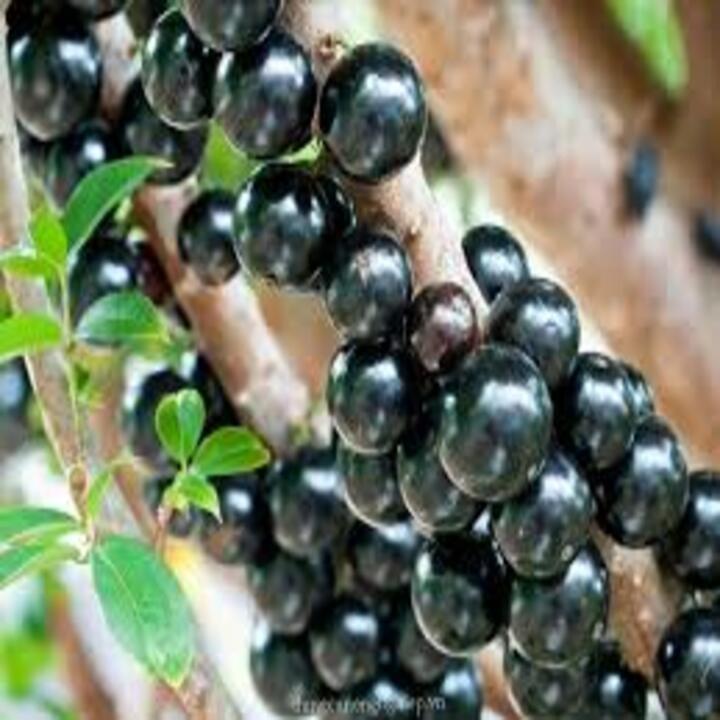 HÀNG CHẤT LƯƠNG Cây Nho Thân Gỗ Tứ Quý - Cây Ăn Quả - H2O Farm